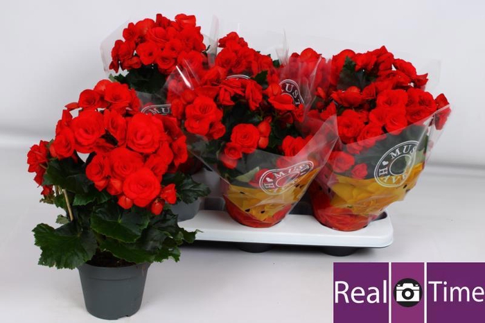 <h4>BEG DU BALADIN</h4>