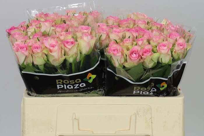 <h4>Rosa Gr Lovely Jewel</h4>