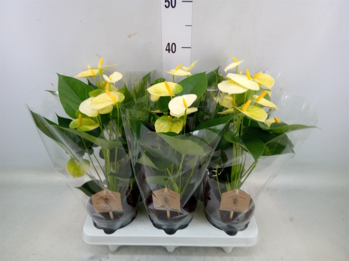 <h4>Anthurium andr. 'Vanilla'</h4>