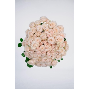 R GR Tr Wangaria Maathai