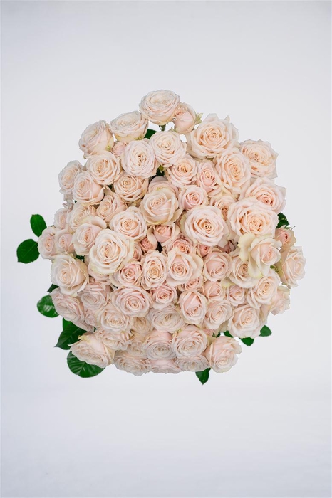 <h4>R GR Tr Wangaria Maathai</h4>