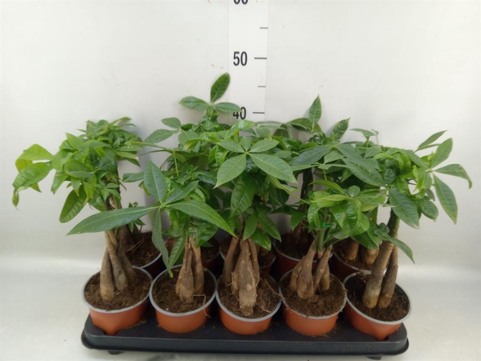 <h4>Pachira aquatica</h4>