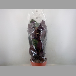 Calathea makoyana