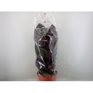 Calathea makoyana
