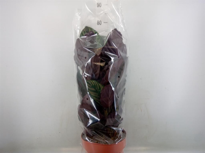 <h4>Calathea makoyana</h4>