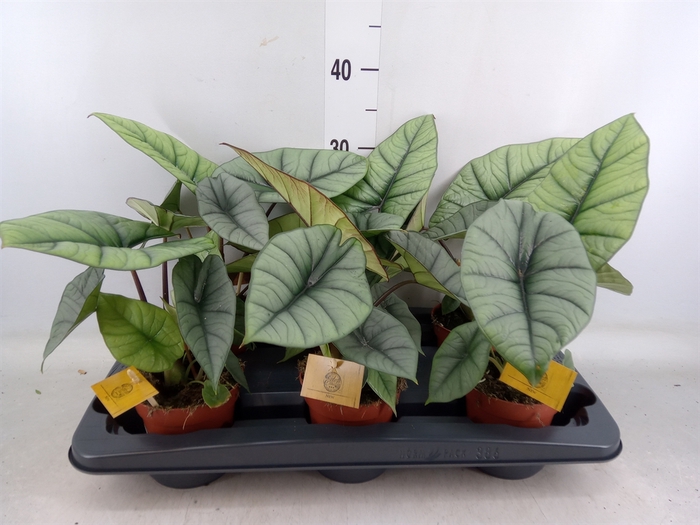 <h4>Alocasia  'Platinum'</h4>