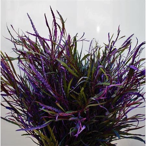 Col Grevillea Milka