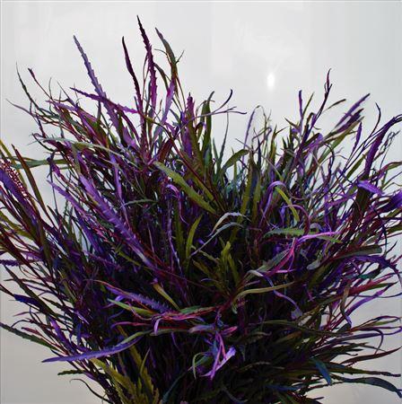 <h4>Col Grevillea Milka</h4>