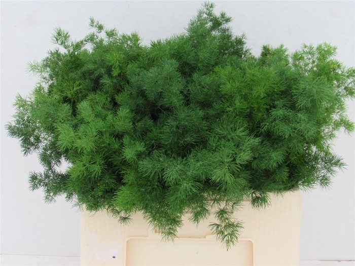 <h4>Asparagus Umbellatus</h4>
