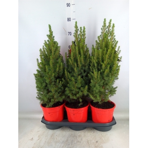 Picea glauca 'Perfecta'