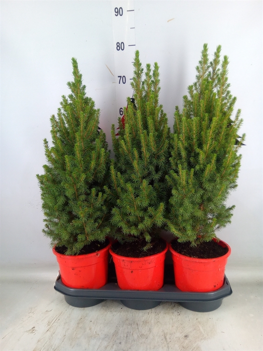 <h4>Picea glauca 'Perfecta'</h4>