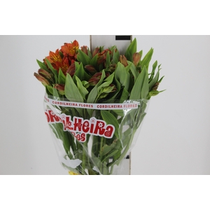 ALSTROEMERIA SAVANNA 080 CM