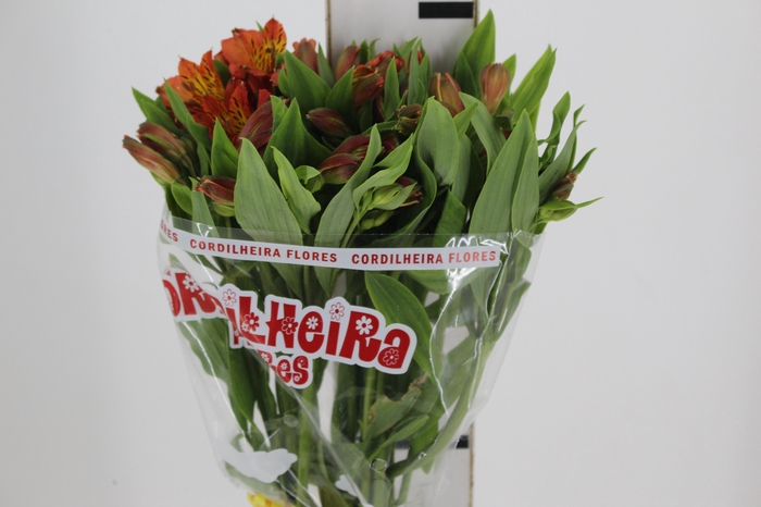 <h4>ALSTROEMERIA SAVANNA 080 CM</h4>