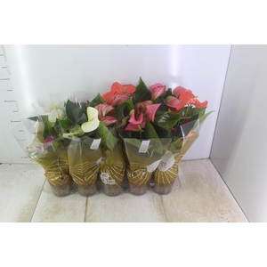ANTHURIUM VARIADO P12