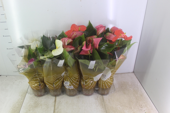 ANTHURIUM VARIADO P12