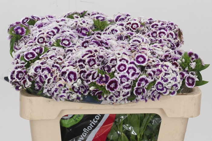 <h4>Dianthus br king violet</h4>