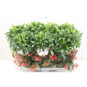 Ardisia Crenata Bos Premium Red