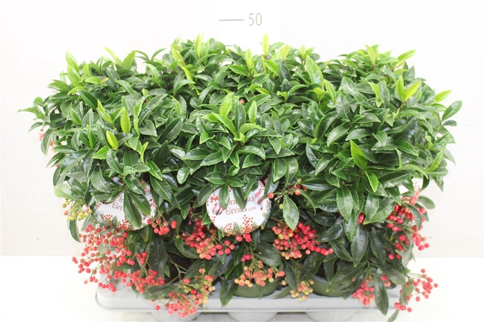 <h4>Ardisia Crenata Bos Premium Red</h4>