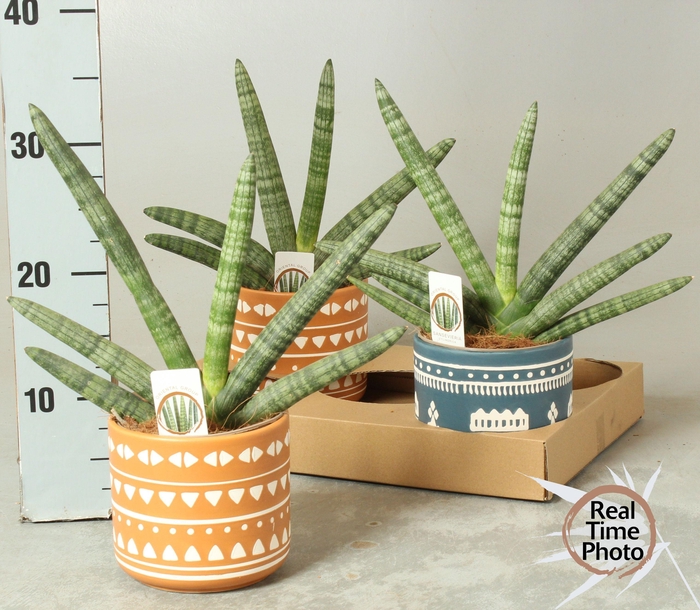 <h4>SANSEV CY HANDSHAKE</h4>