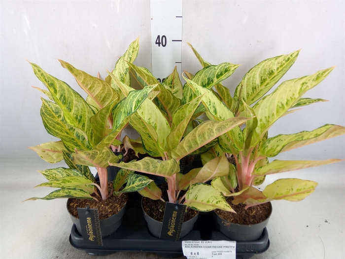 <h4>Aglaonema   ...</h4>