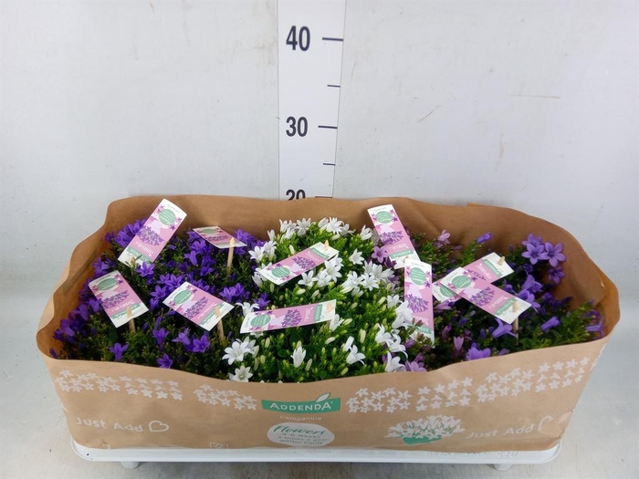 <h4>Campanula   ...</h4>