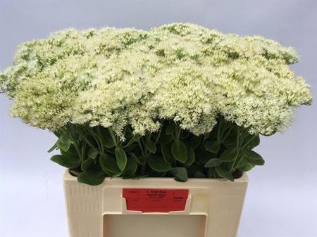 <h4>Sedum Sp Iceberg</h4>