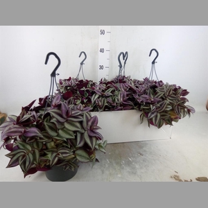 Tradescantia zebr. 'Purpusii'