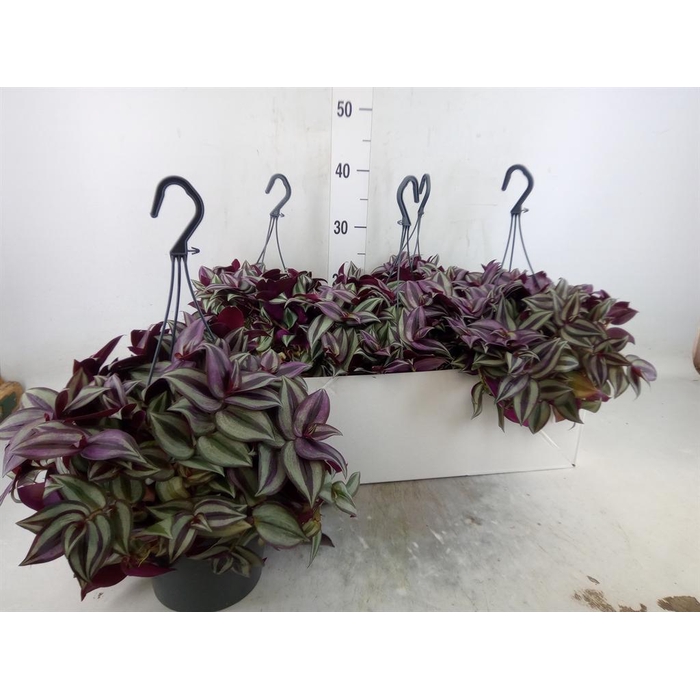 <h4>Tradescantia zebr. 'Purpusii'</h4>