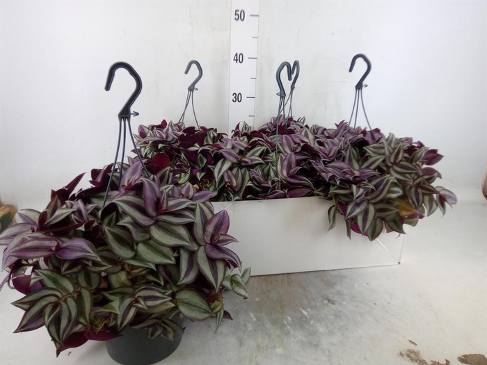 <h4>Tradescantia zebr. 'Purpusii'</h4>
