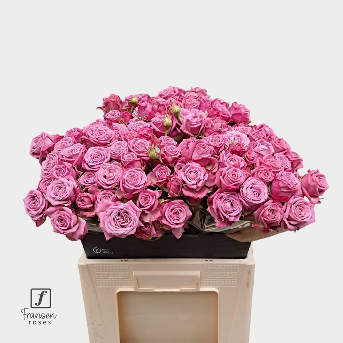 <h4>R TR Purple Queen 60cm</h4>