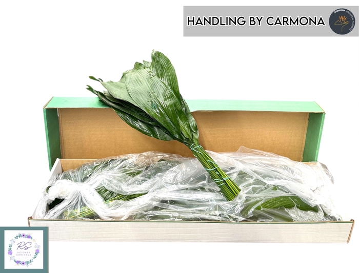 <h4>ASPID ELATIOR</h4>