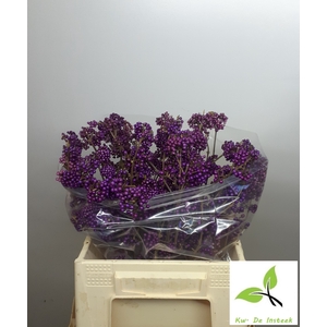CALLICARPA BOD PROFU