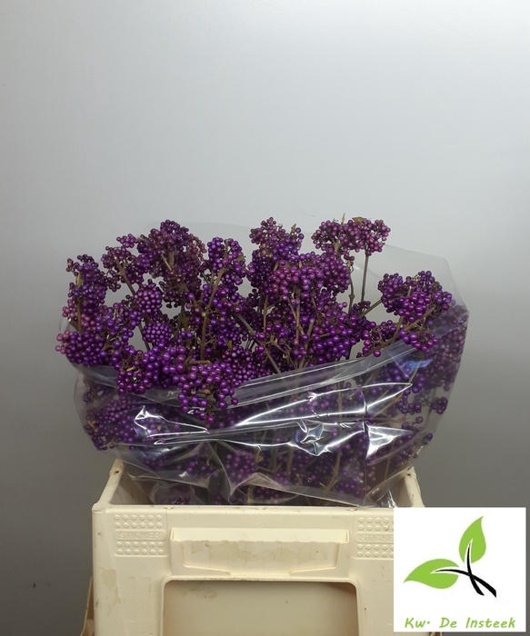 <h4>CALLICARPA BOD PROFU</h4>