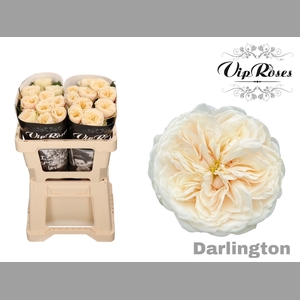 R GR DARLINGTON x20
