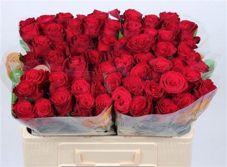 <h4>R Gr Rhodos</h4>