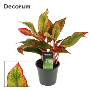 Aglaonema Red Fire 12 cm (Decorum)