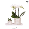 Kolibri Green up your home Gift Set small Diamond