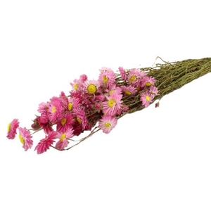 Bunch Acroclinium Slv L60 100g