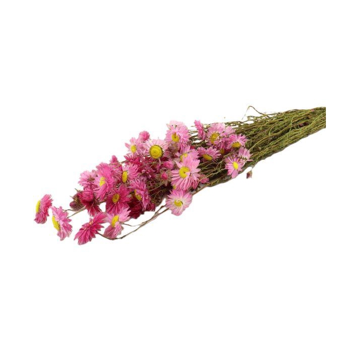 <h4>Bunch Acroclinium Slv L60 100g</h4>