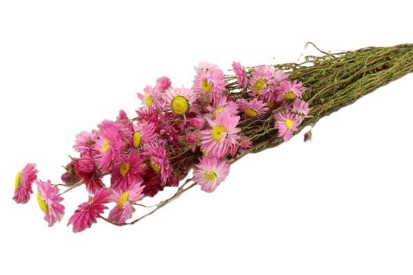 Bunch Acroclinium Slv L60 100g