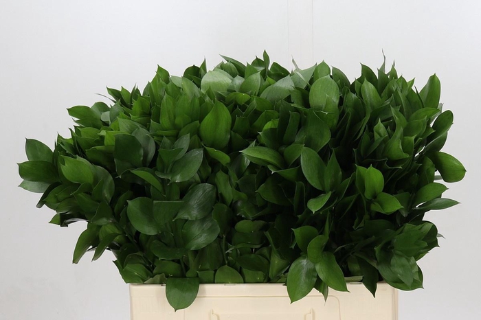 <h4>RUSCUS HYPOPHYLLUM</h4>