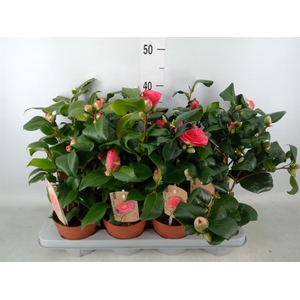 Camellia   ...mix 3