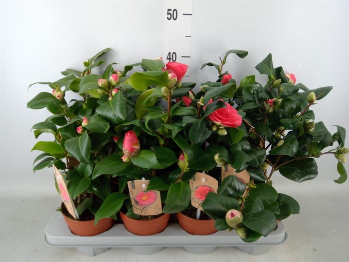 <h4>Camellia   ...mix 3</h4>