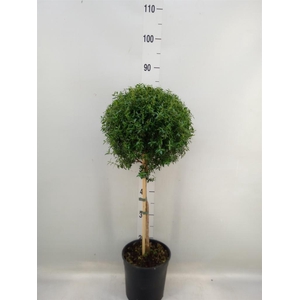 Myrtus communis