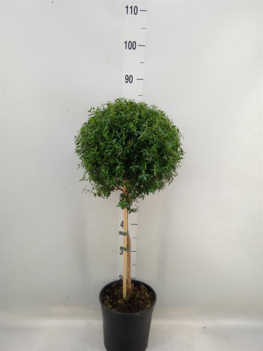 <h4>Myrtus communis</h4>