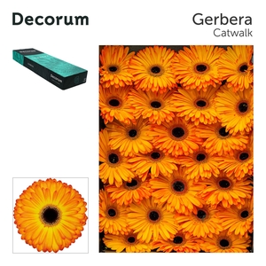 Gerbera Catwalk Doos