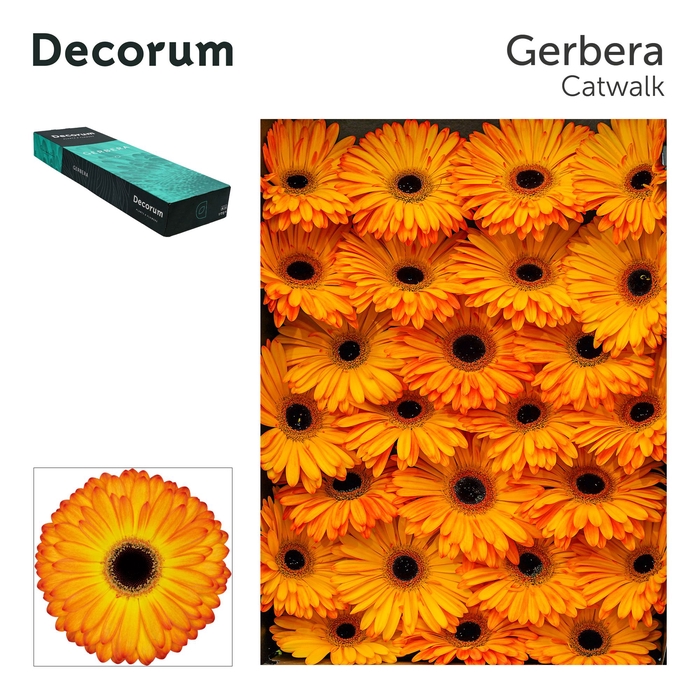 <h4>Gerbera Catwalk Doos</h4>