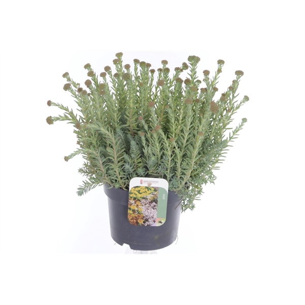 <h4>Sedum reflexum</h4>