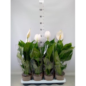 Spathiphyllum  'Sweet Silvio'