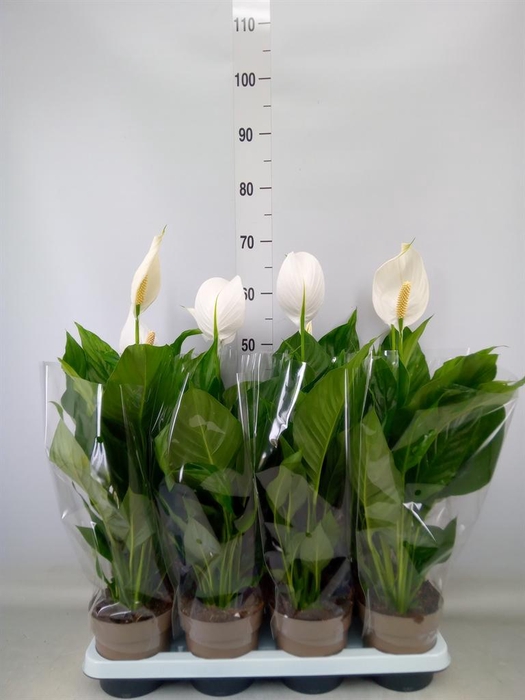 <h4>Spathiphyllum  'Sweet Silvio'</h4>